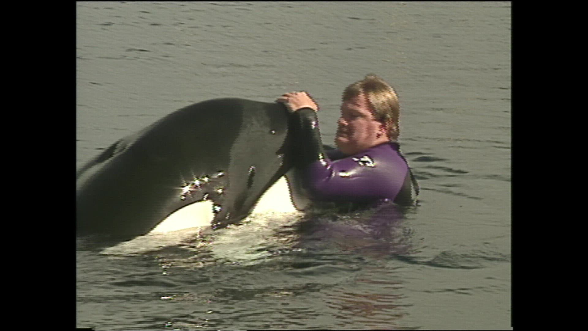 Keiko the Orca whale possibly unwell