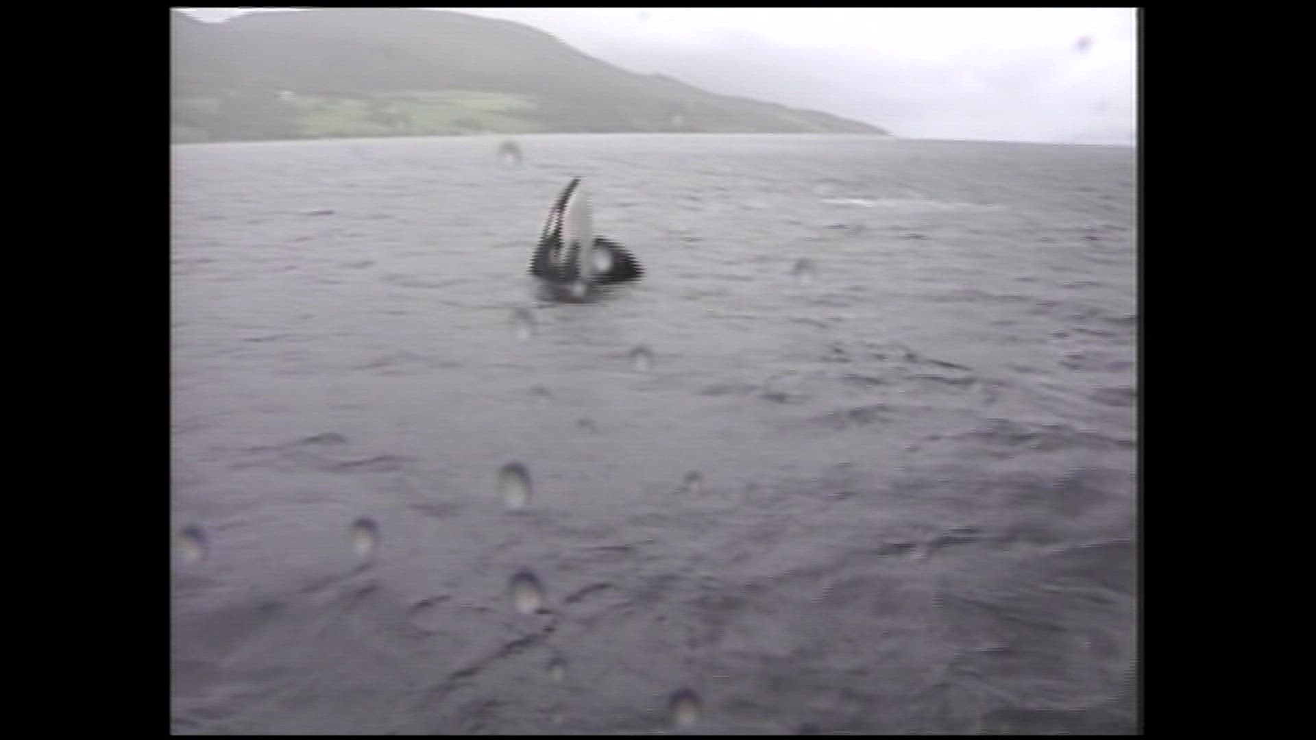 Keiko the male orca swims to Norway