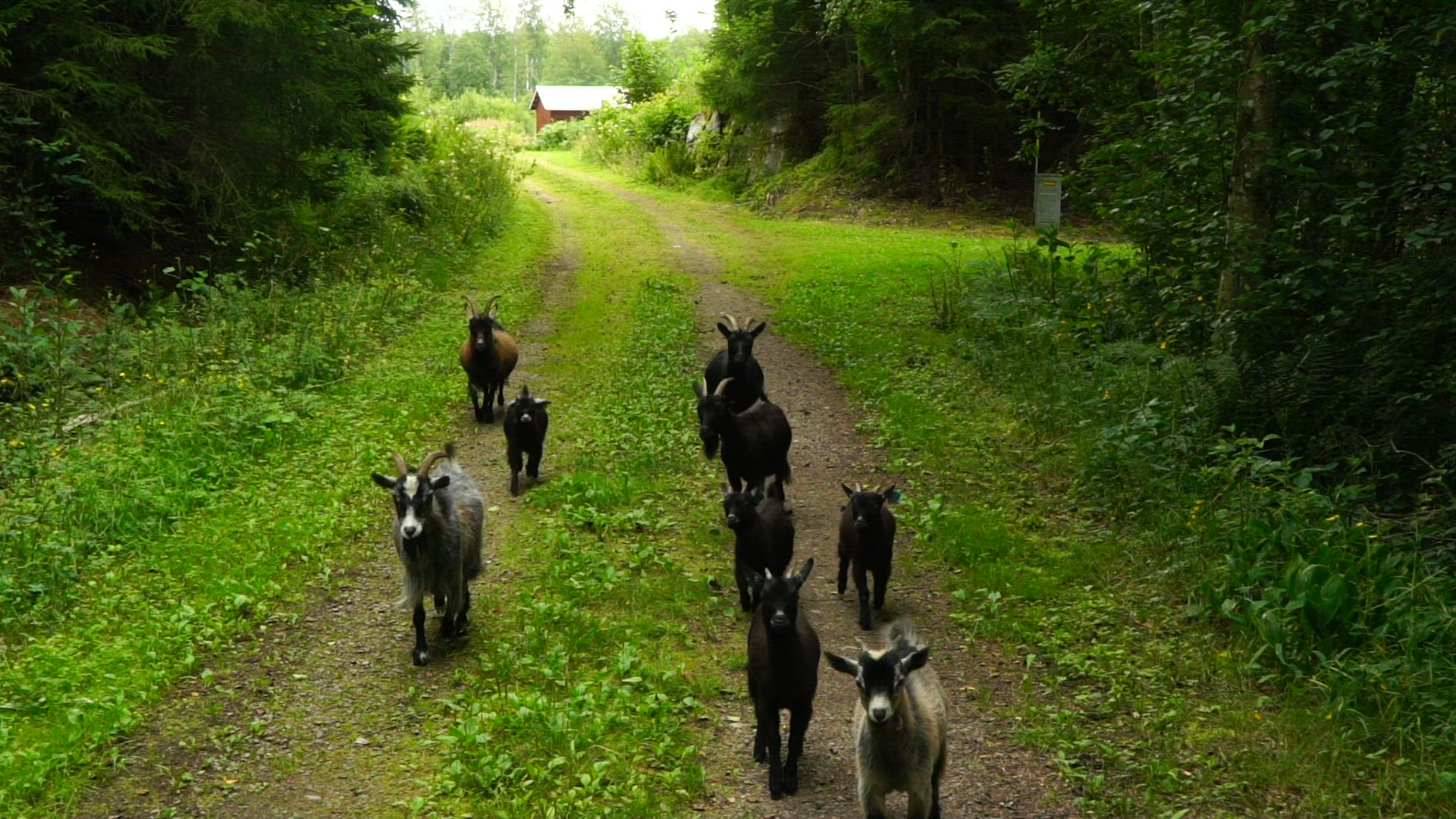 goats running towards camera on small country road