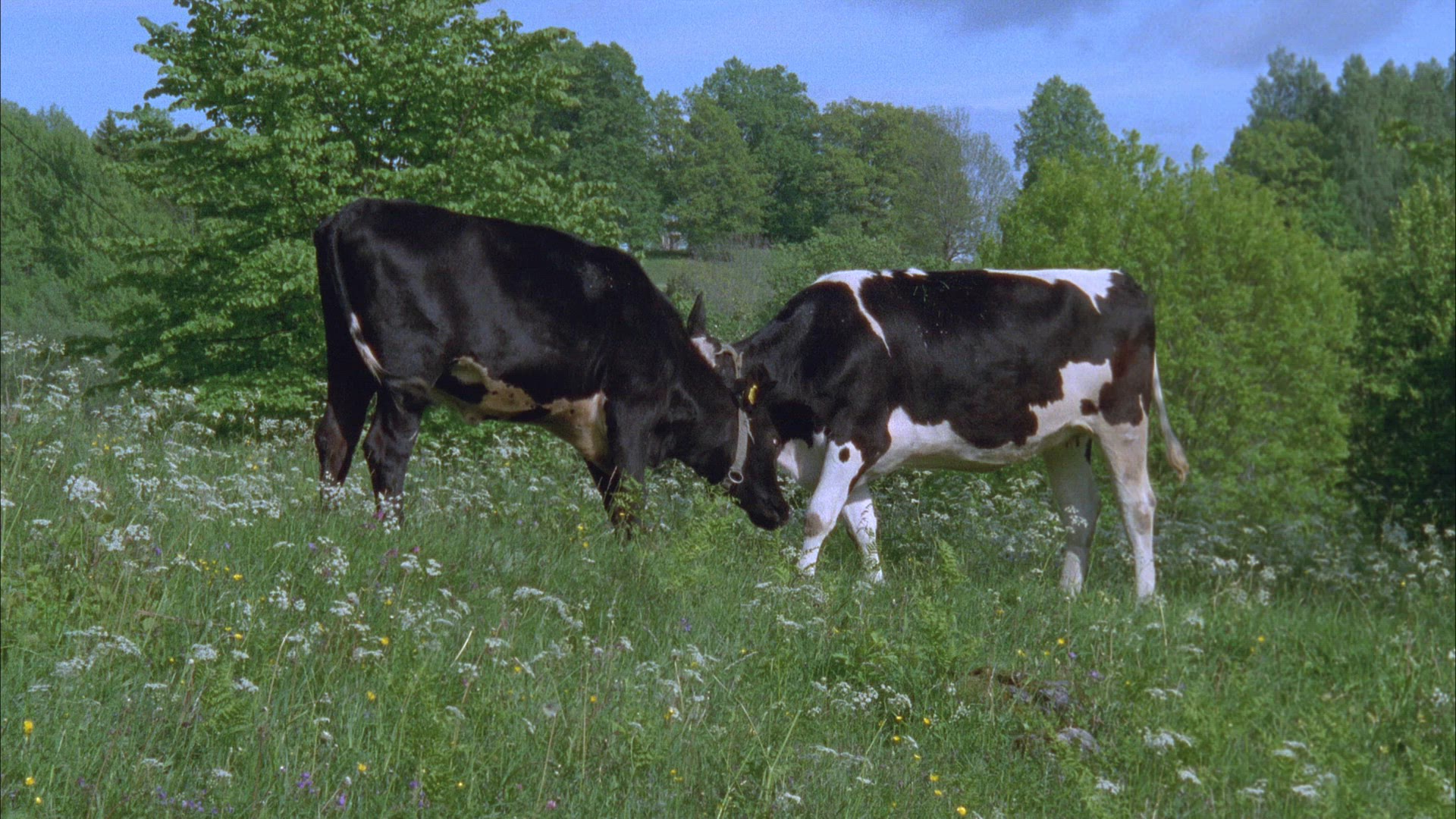 cows in field