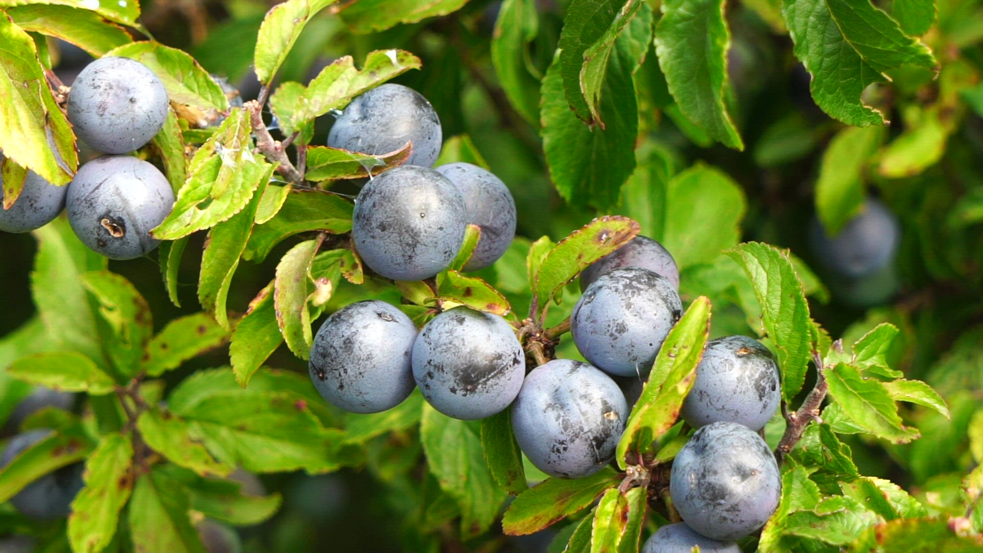 sloe - sloe berries - slow motion