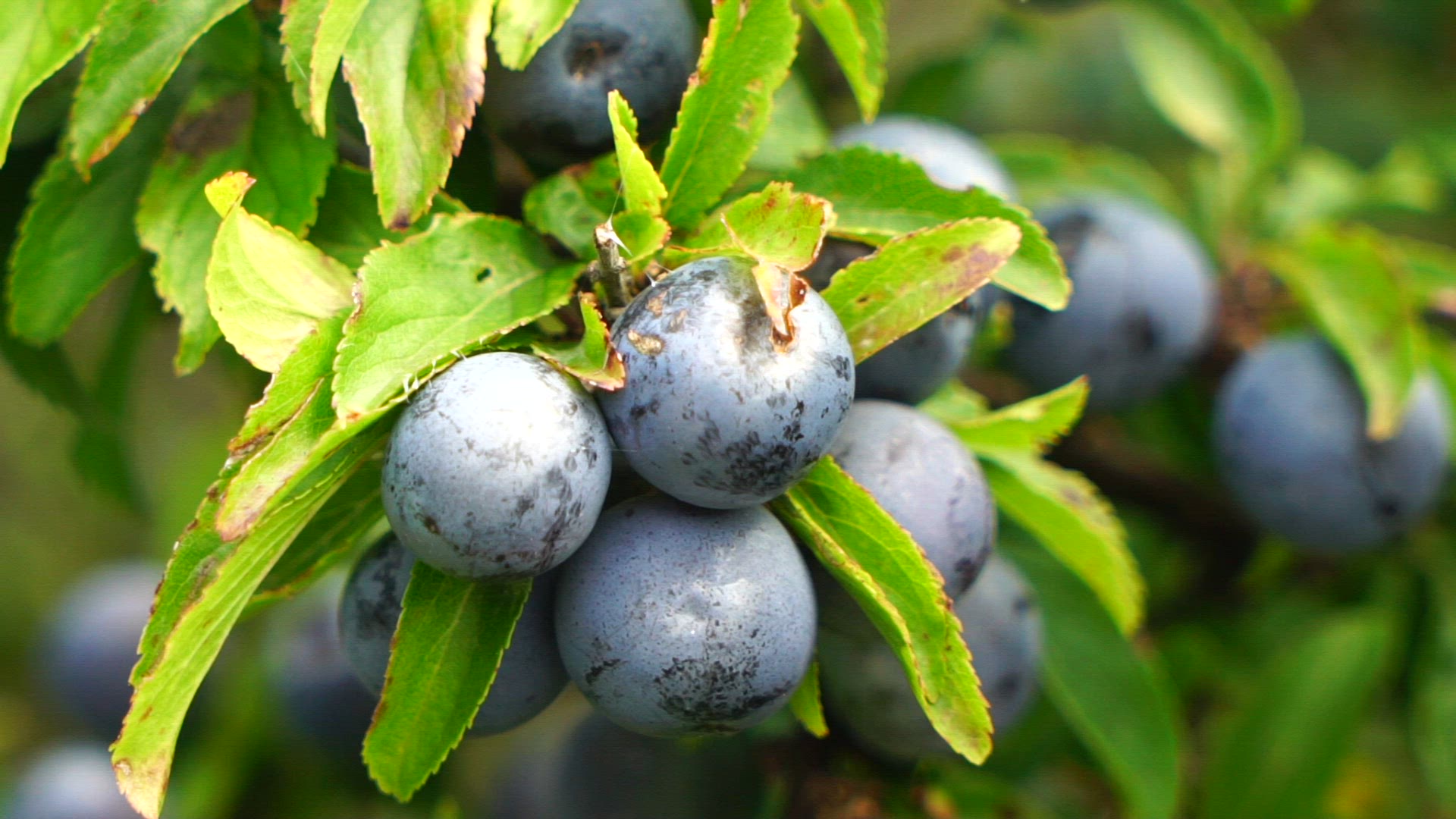 sloe - sloe berries - sloeberry bush - slow motion