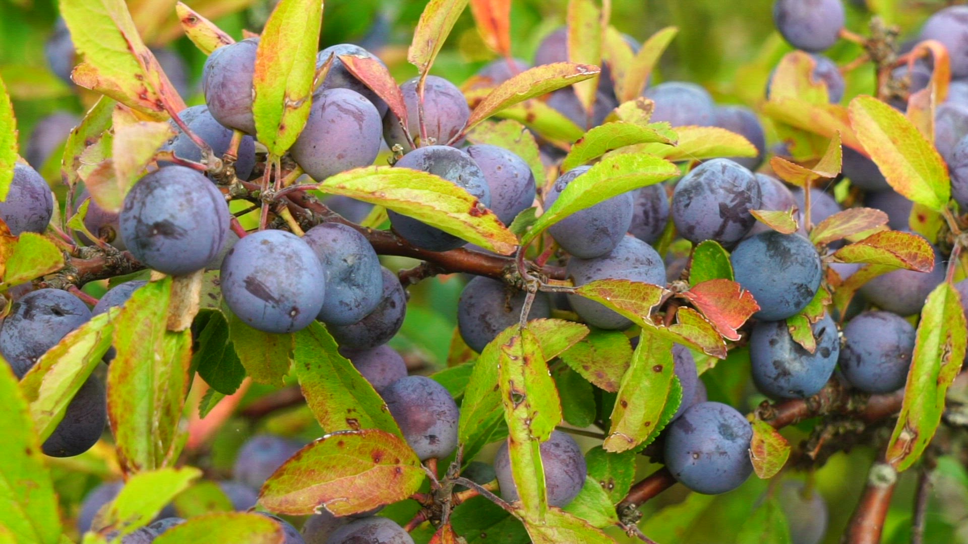 sloe - sloeberries - sloeberry bush - slow motion 