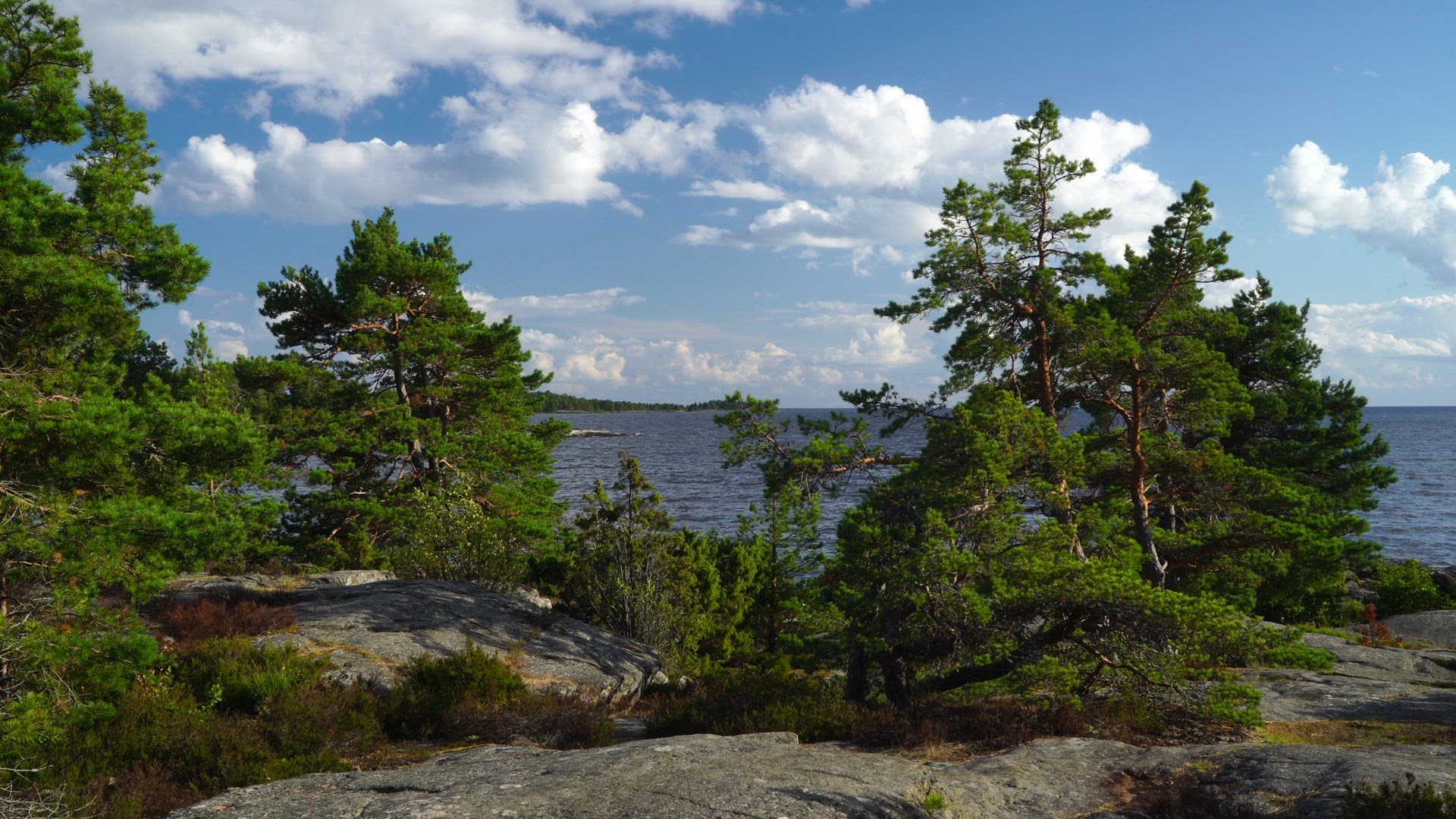 view over pine trees and lake Vänern at Duse Udde - Säffle - Värmland