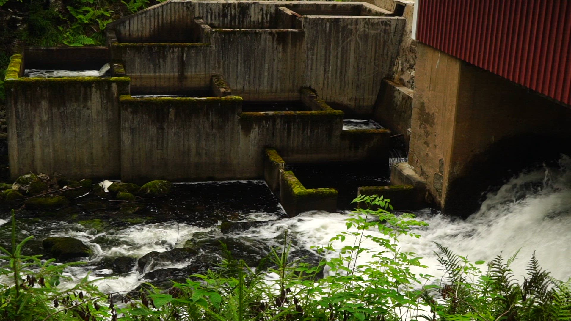 salmon ladder - rapids - slow motion shot