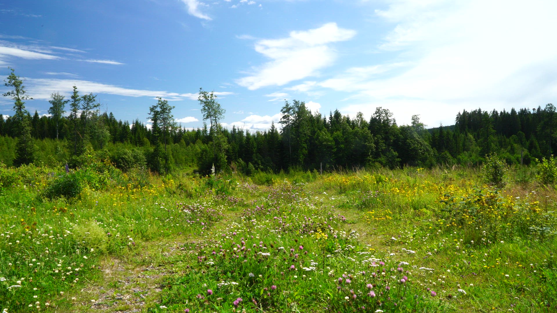 two boys walking on overgrown country road in forest - summer - blue skies