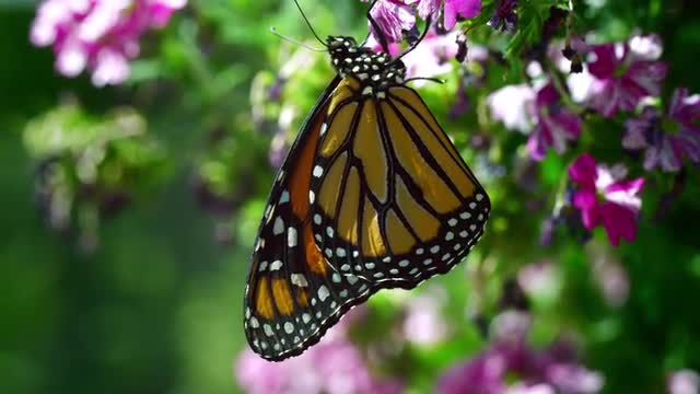 Monarch Butterfly in Nature 22 