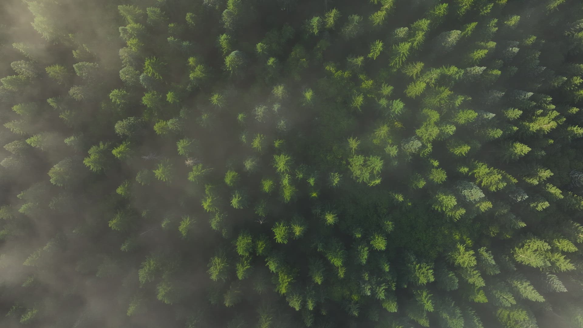 Foggy Pacific Northwest Forest Drone 