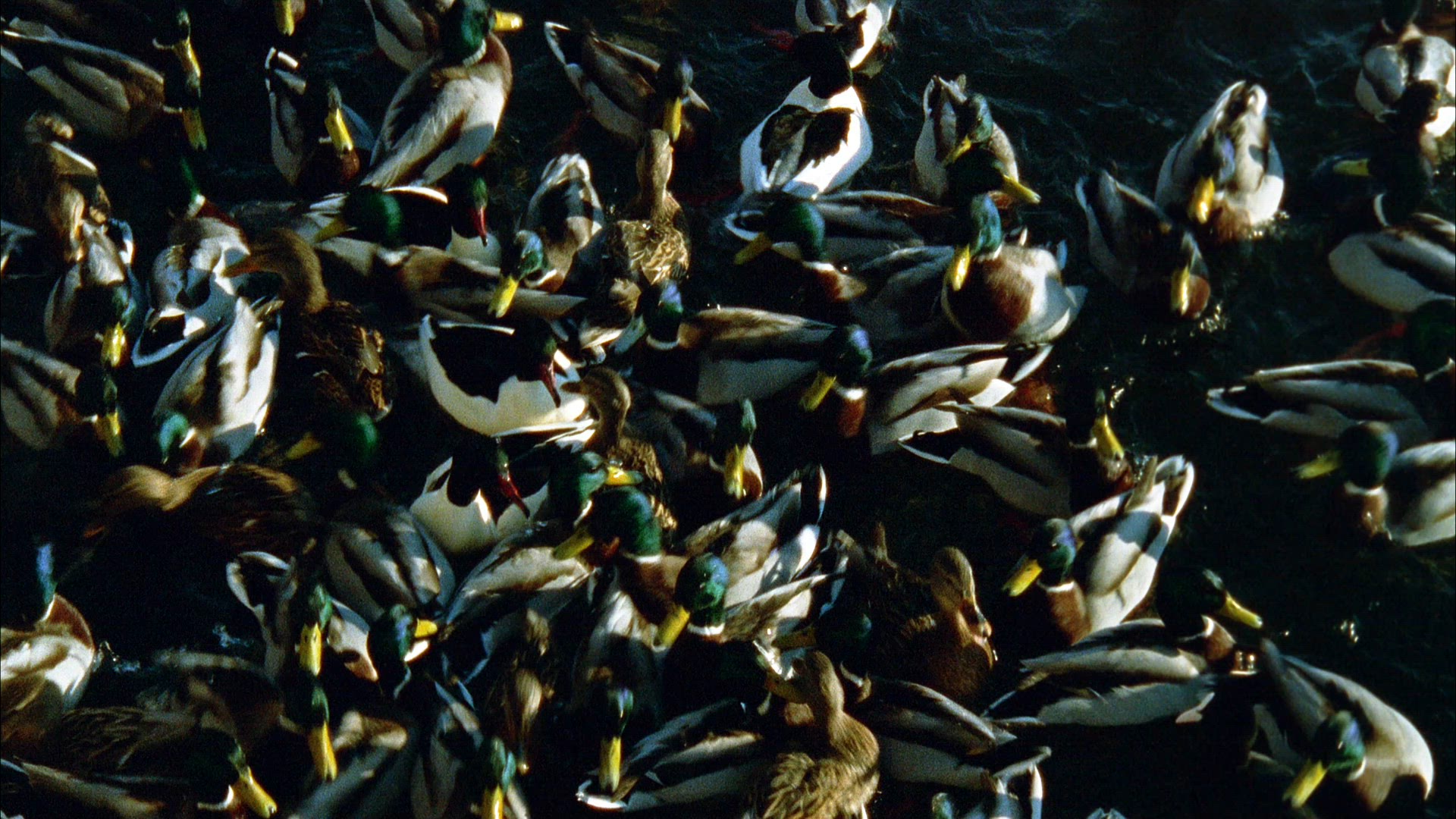 ducks being fed in central stockholm