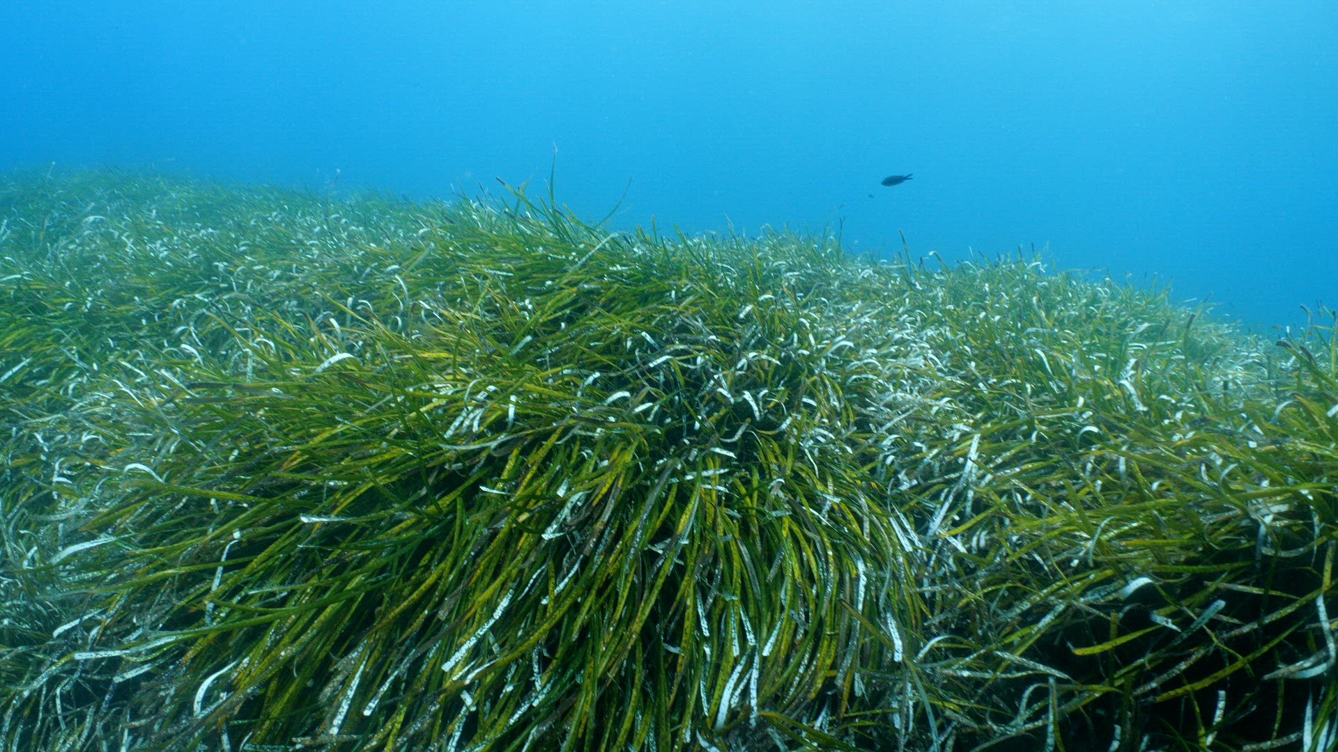 Posidonia seagrass 