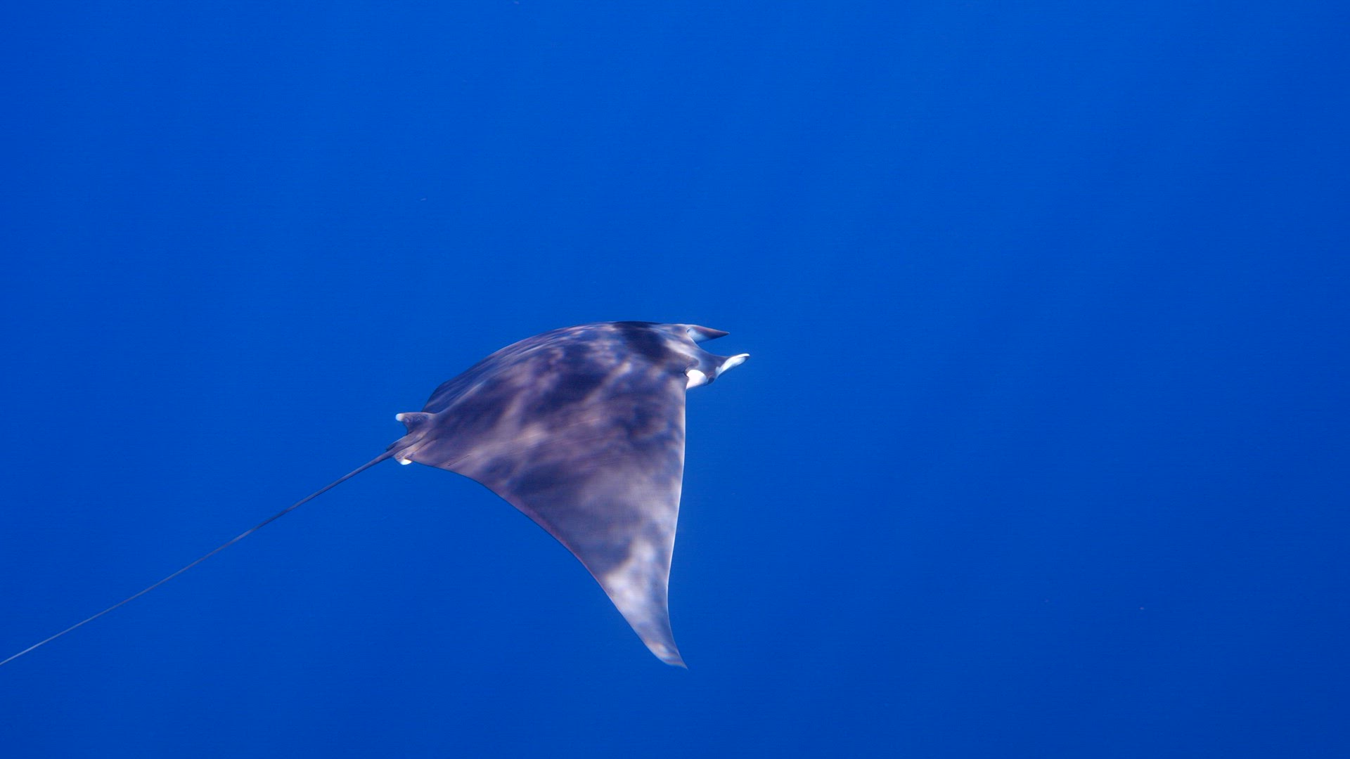 Spinetail devil ray swims past the camera in blue water 