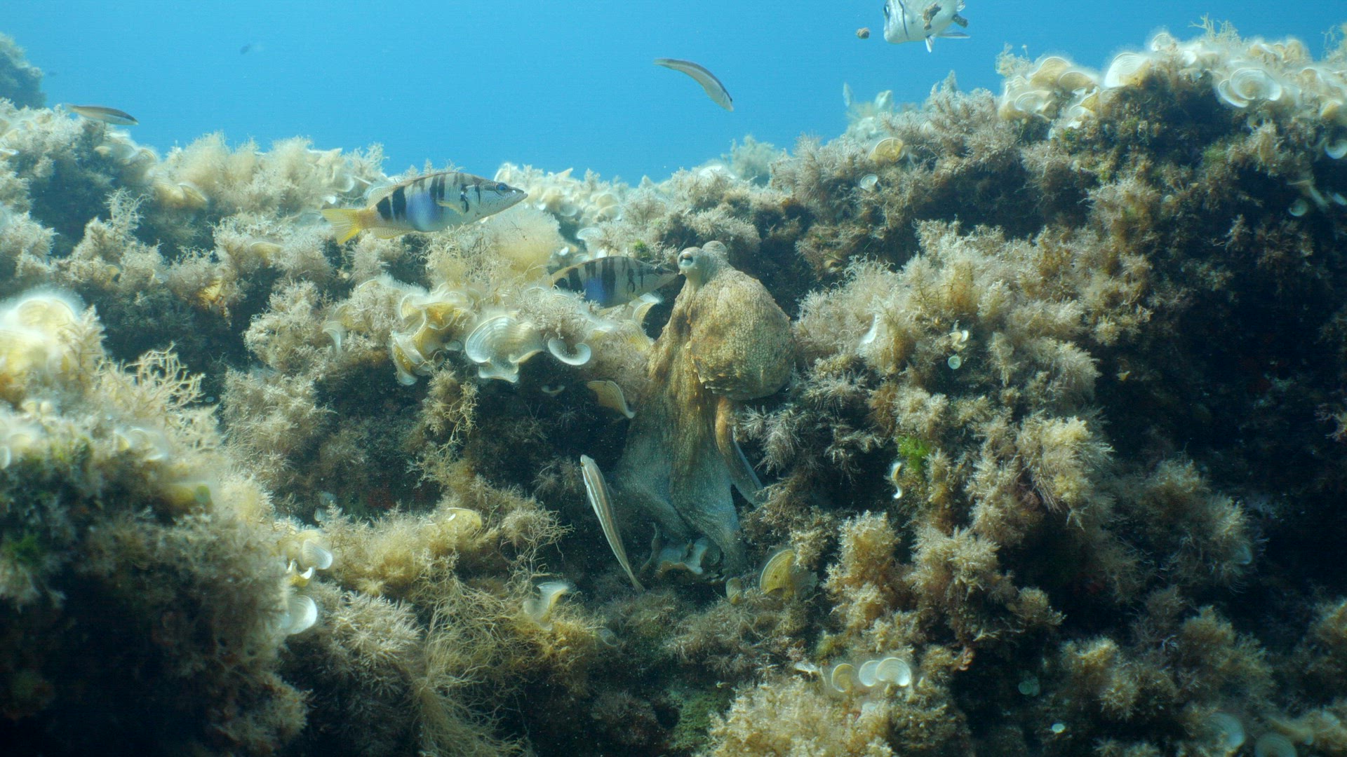 Octopus hunting along the reef 