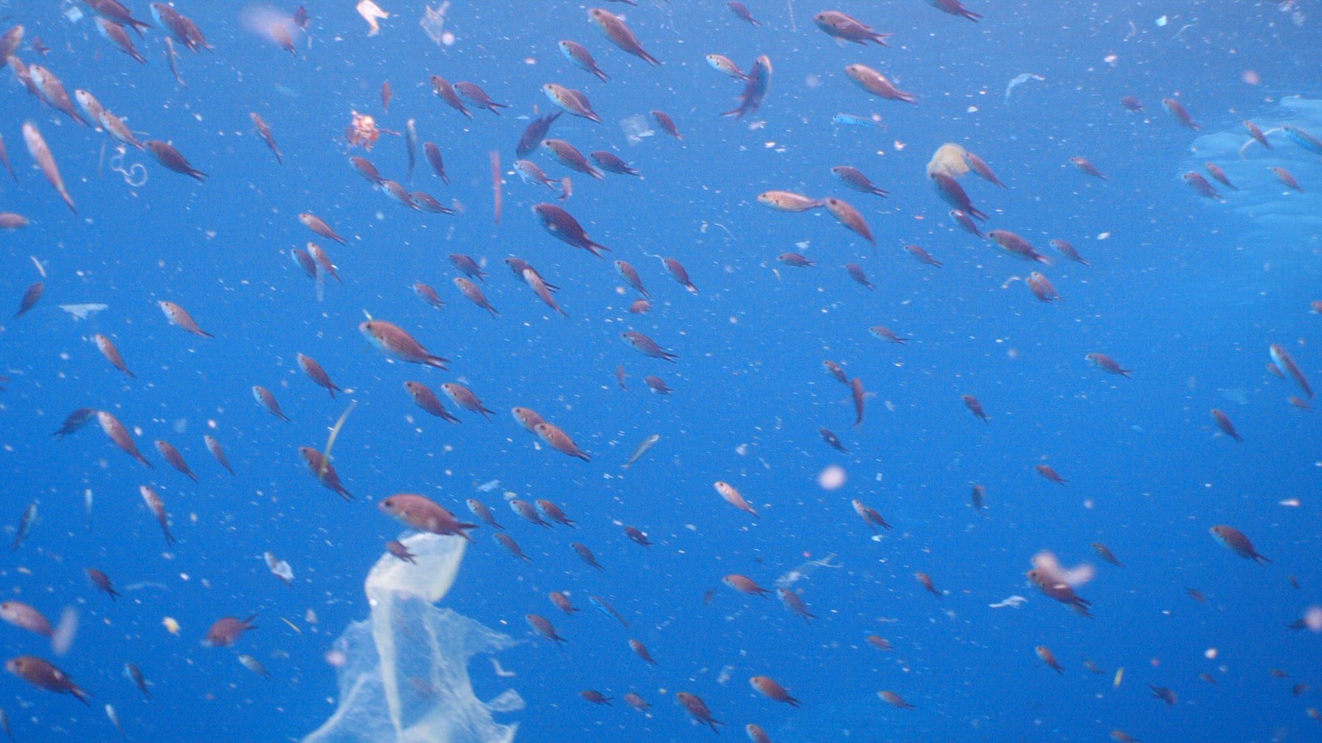 Plastic floating in the sea