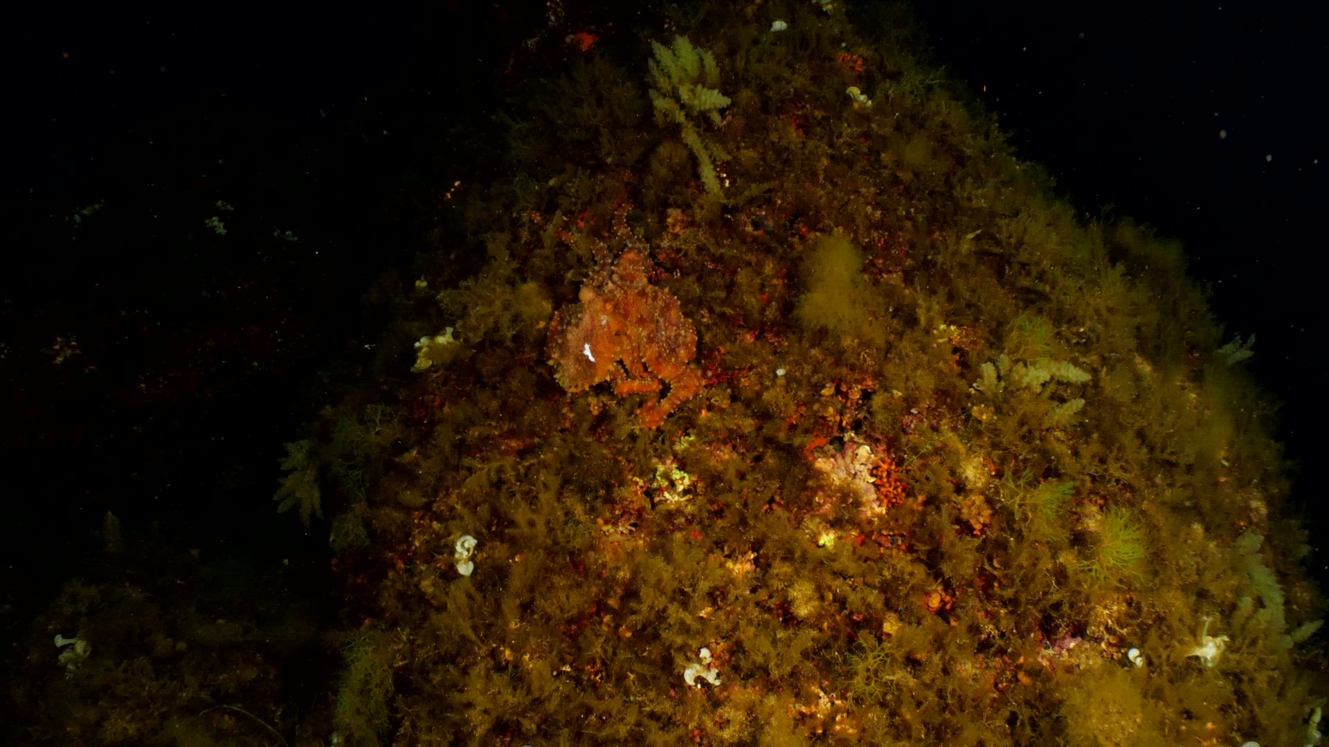 Atlantic White Spotted octopus hunting at night