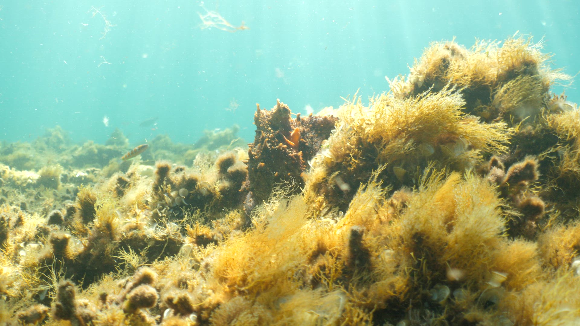 Common octopus moving over the reef