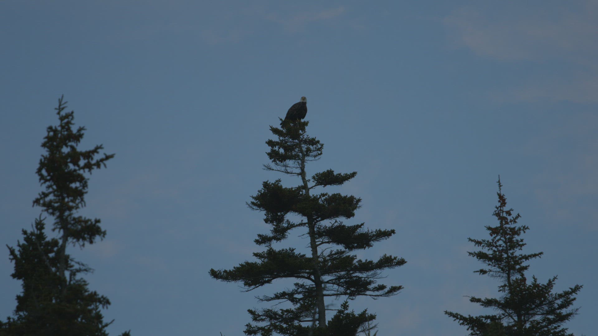 Pine trees against twlight blue sky with eagle taking flight