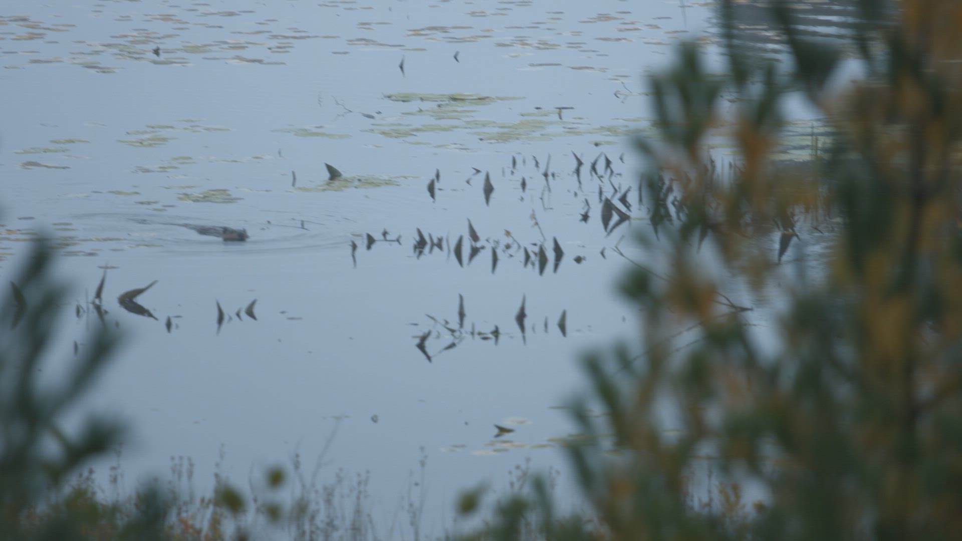 Beaver swimming