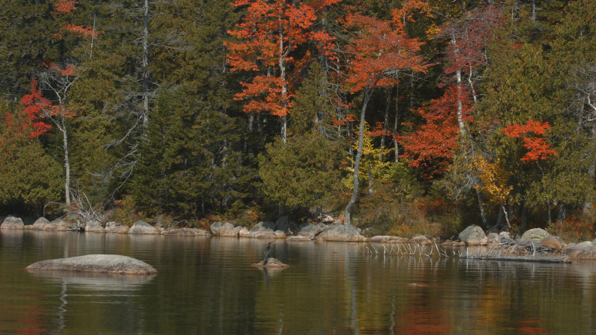 Northern hardwood forest