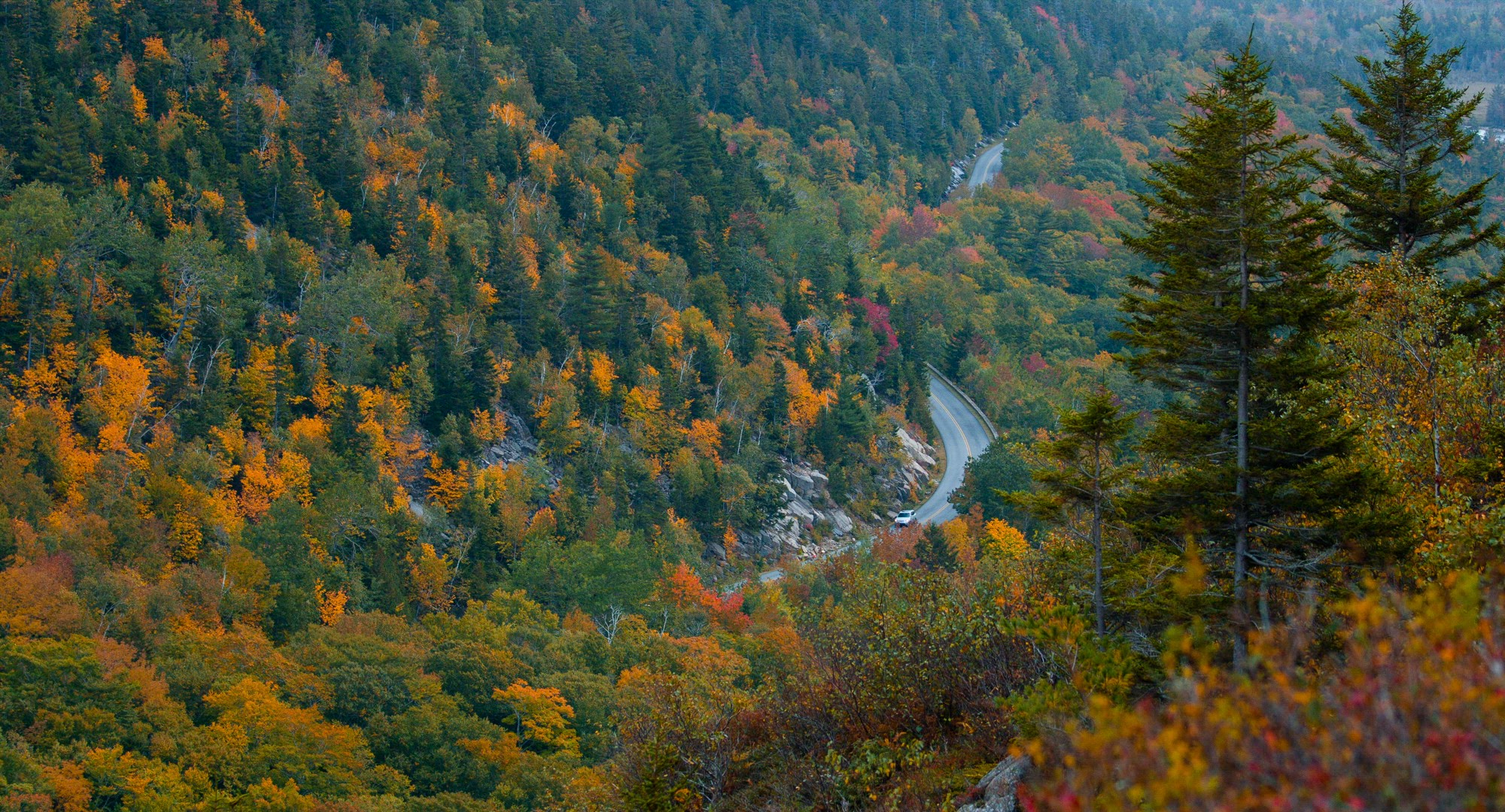 Trees in Autumn
