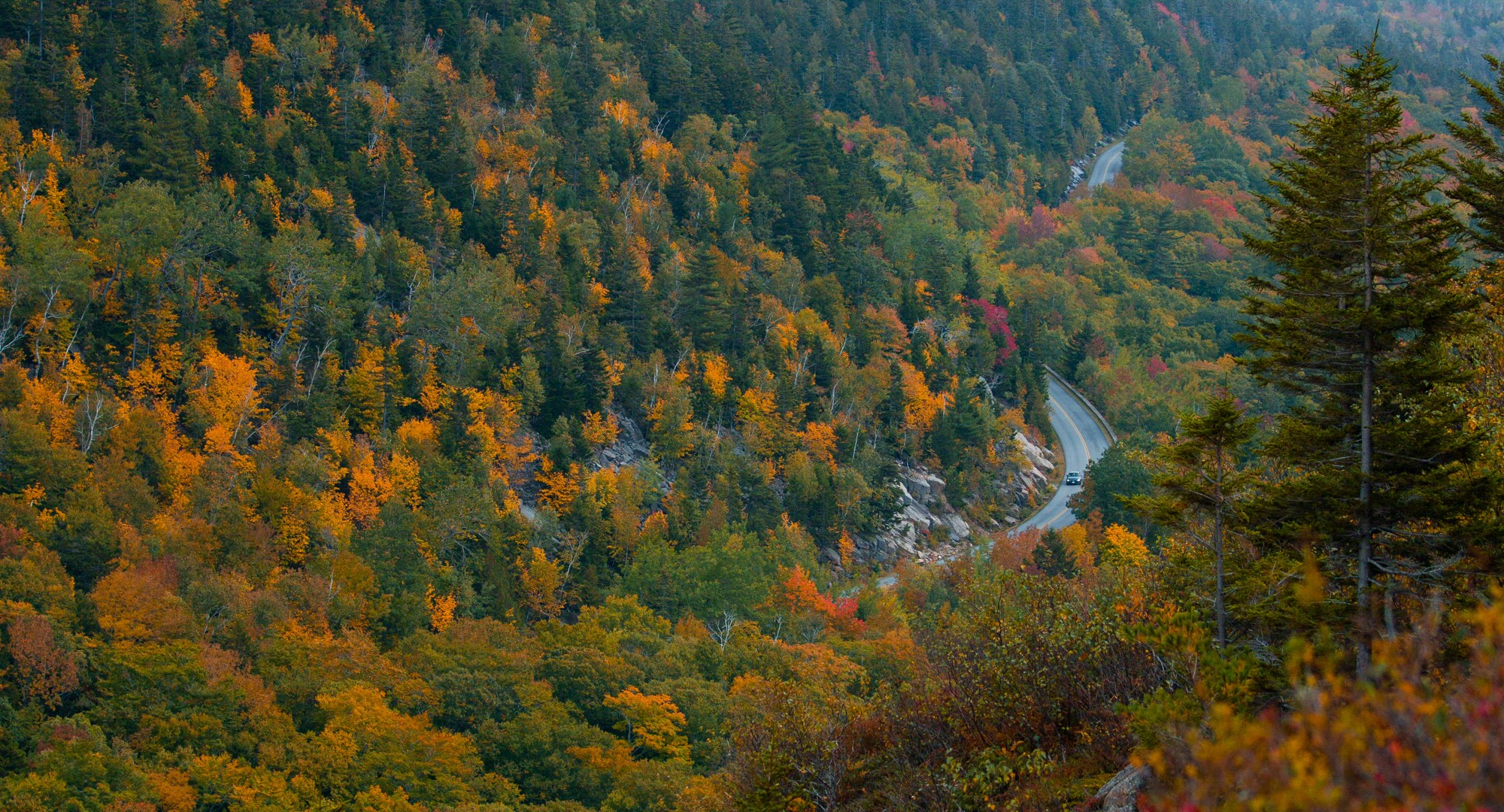 Trees in Autumn