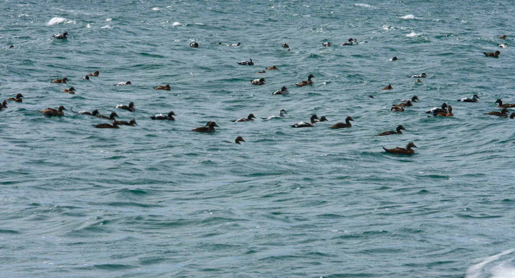 American Black Ducks