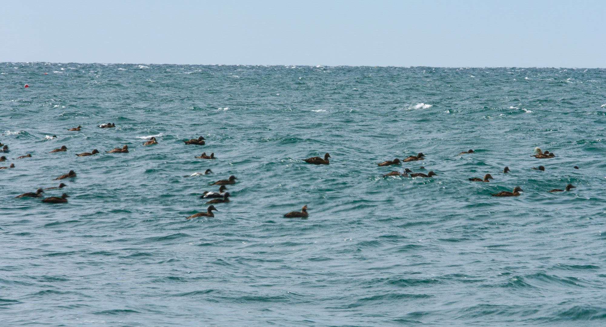 American Black Ducks