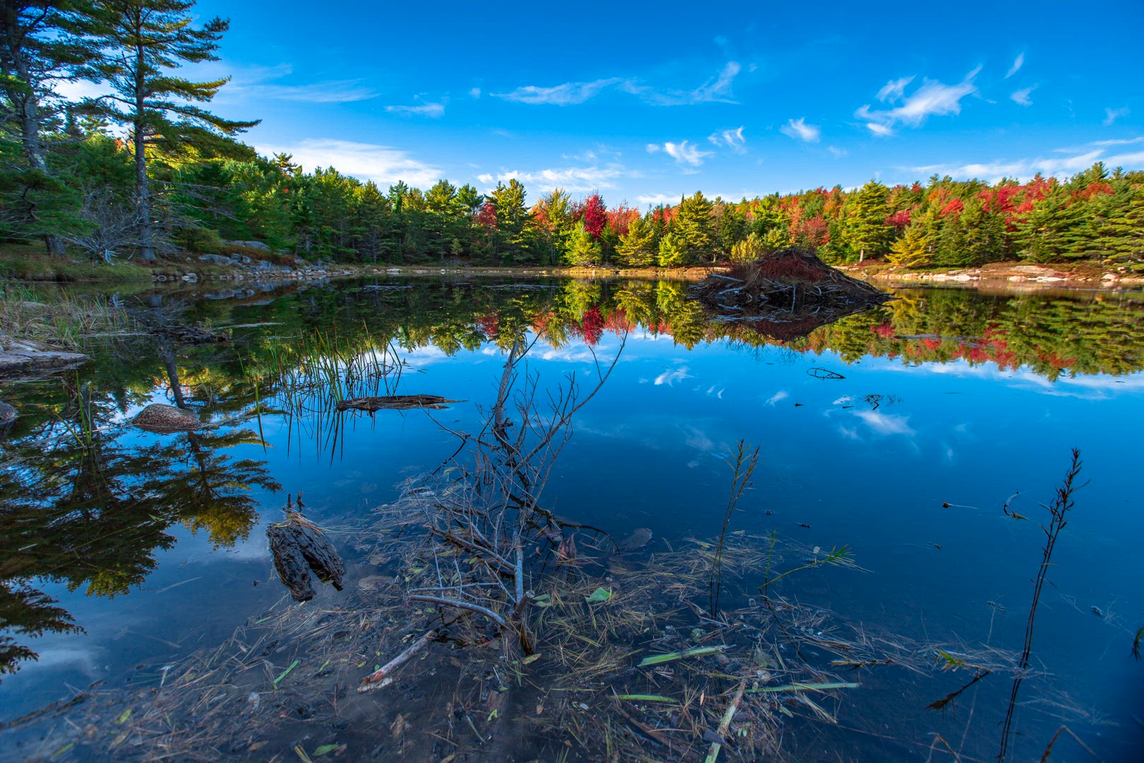 Beaver lodge