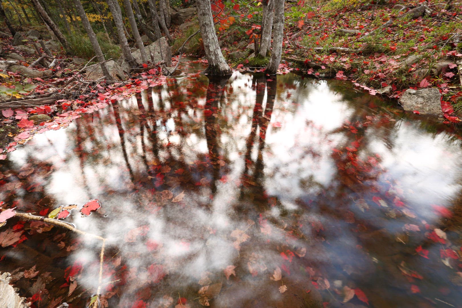 Red leaves in pond
