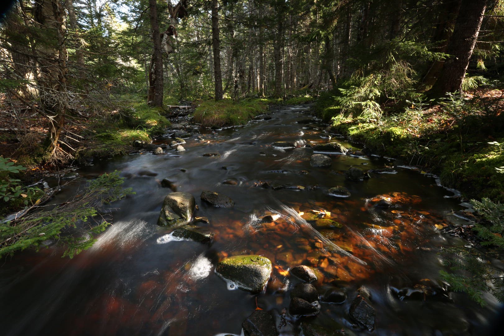 Timelapse of stream in woodland