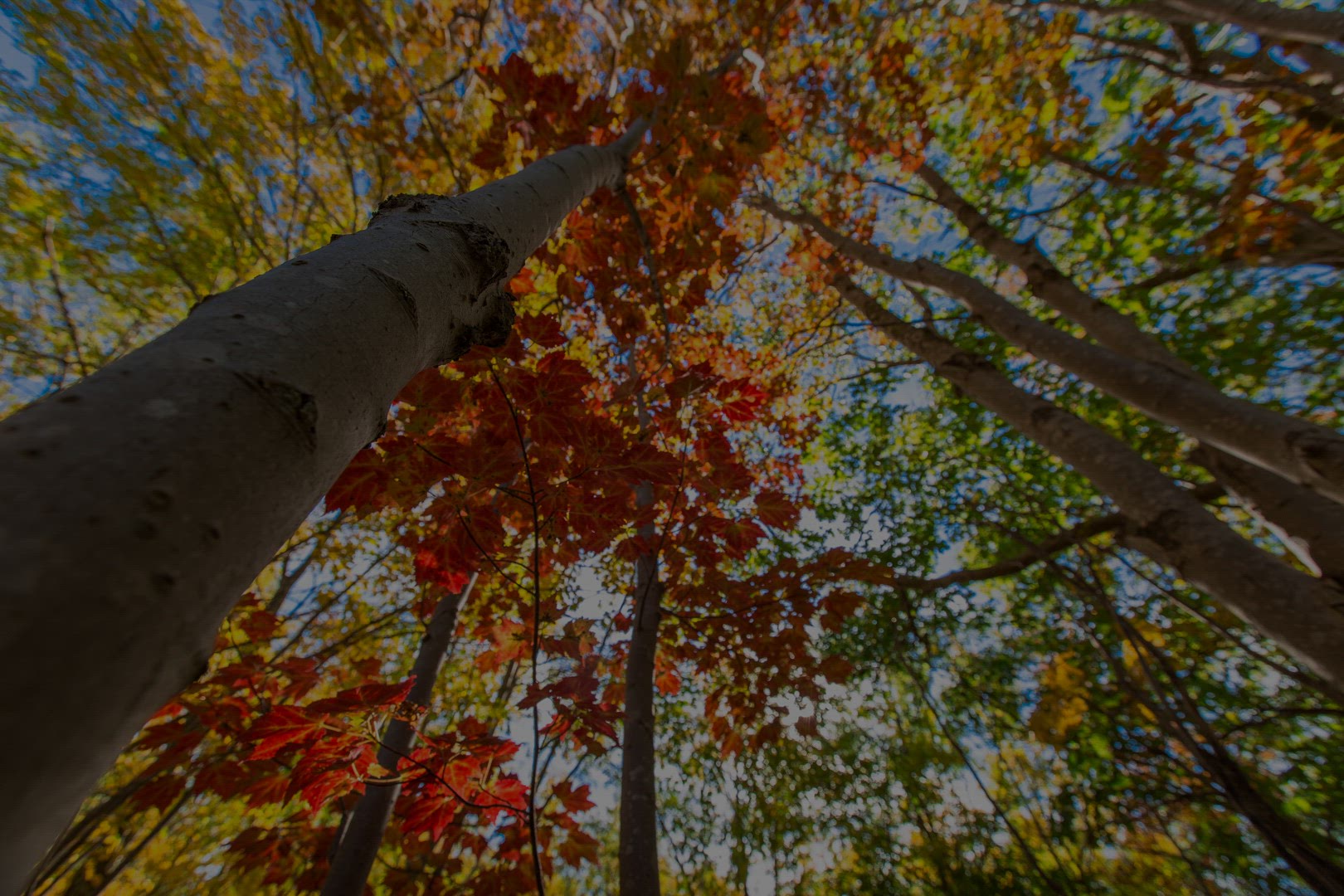 Looking up through tree canopy