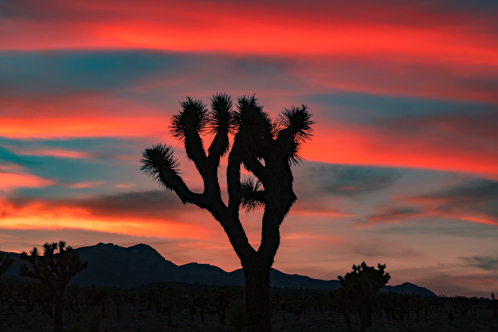 Joshua Tree