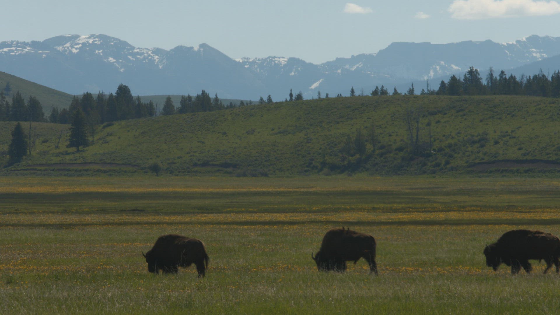Bison grazing at Grand Teton National Park 4K (available in 8K)