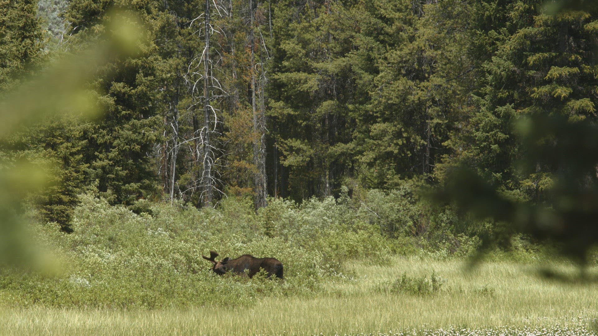 Moose foraging in dense shrubland 4K (also available in 8K)