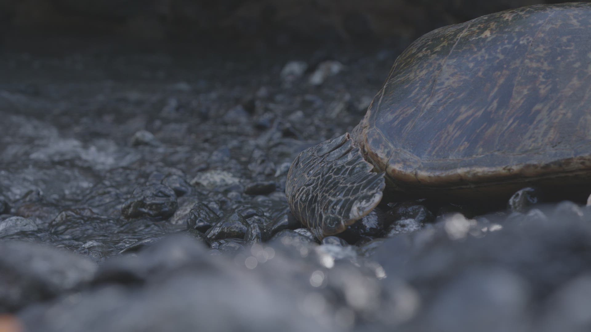 Sea turtle moving slowly towards crashing wave on the shore UHD 8K