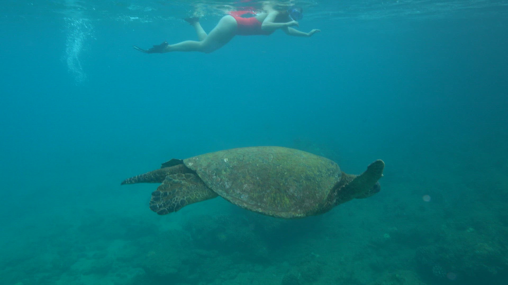 Sea turtle swimming with female swimmer above UHD 8K