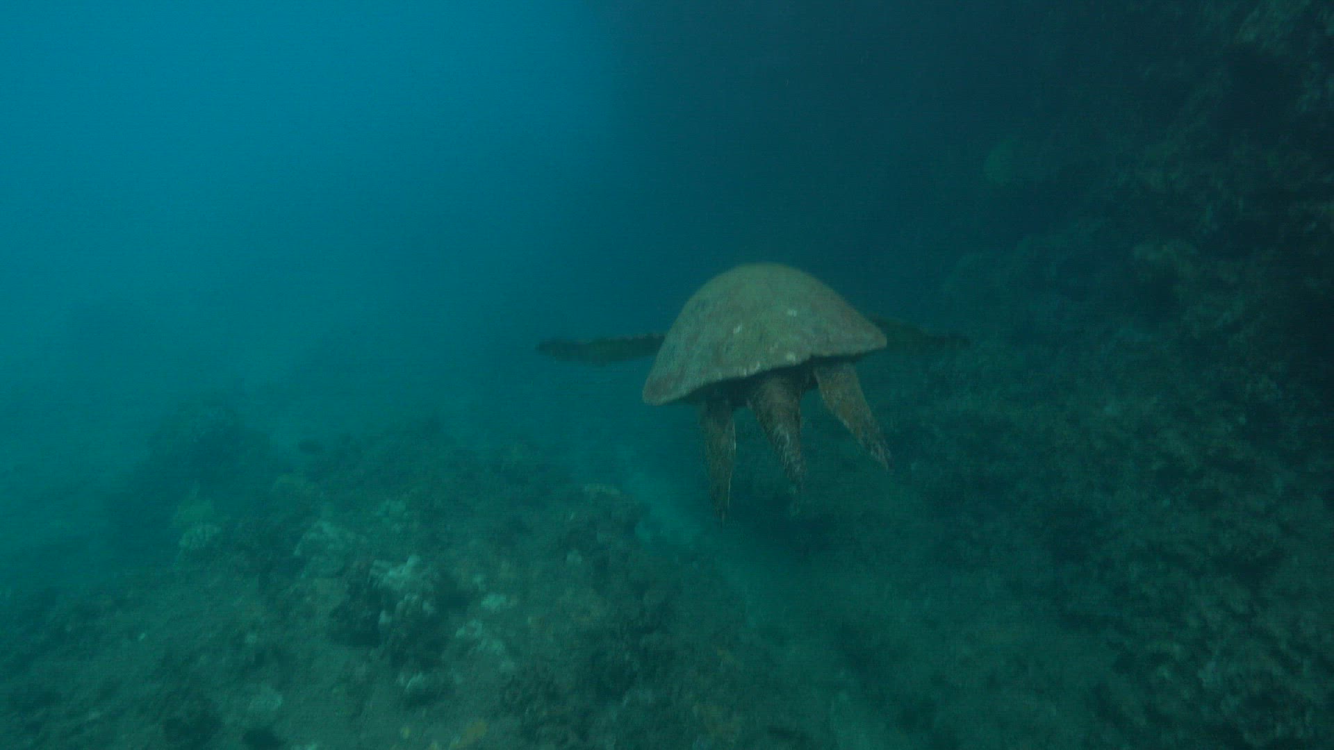 Sea turtle swimming with female swimmer above UHD 8K