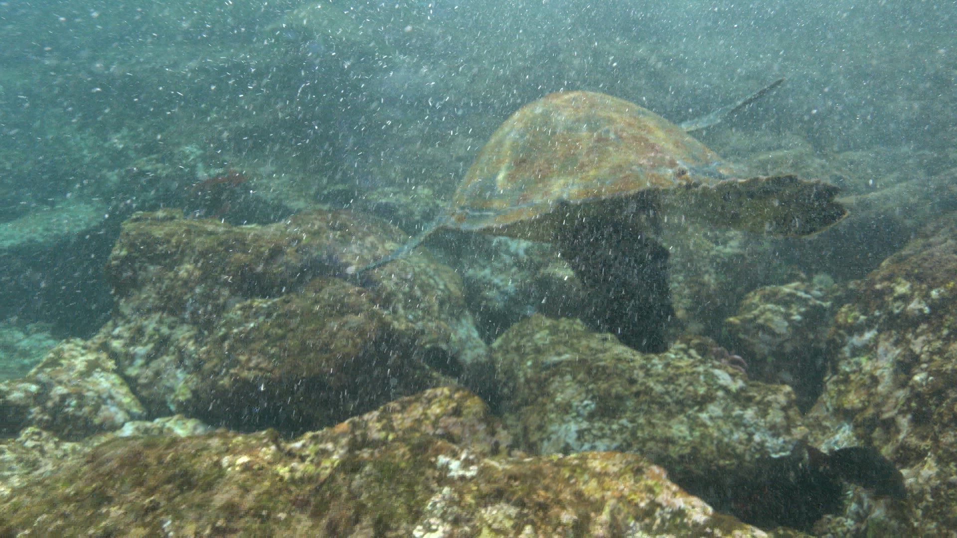 Sea turtle swimming against current UHD 8K