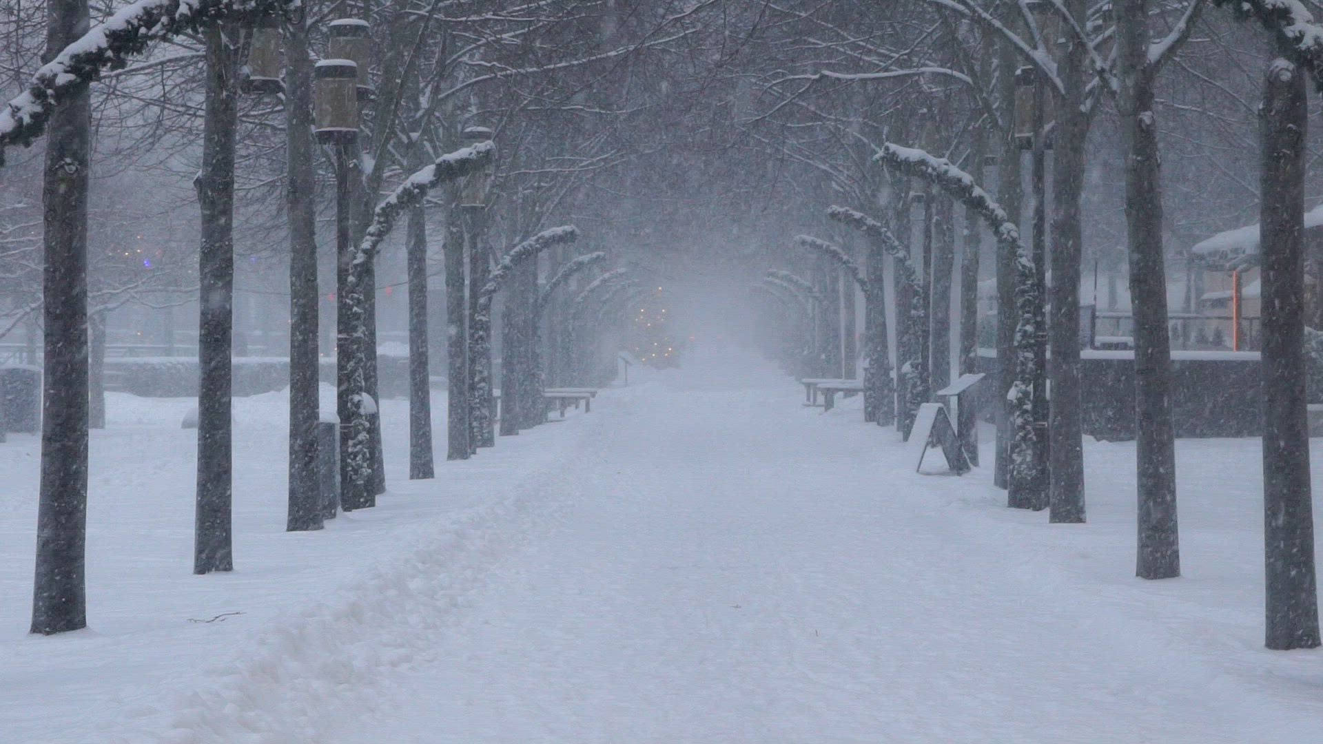 kungsträdgården in stockholm - heavy snowfall - avenue - trees - no people - slomo