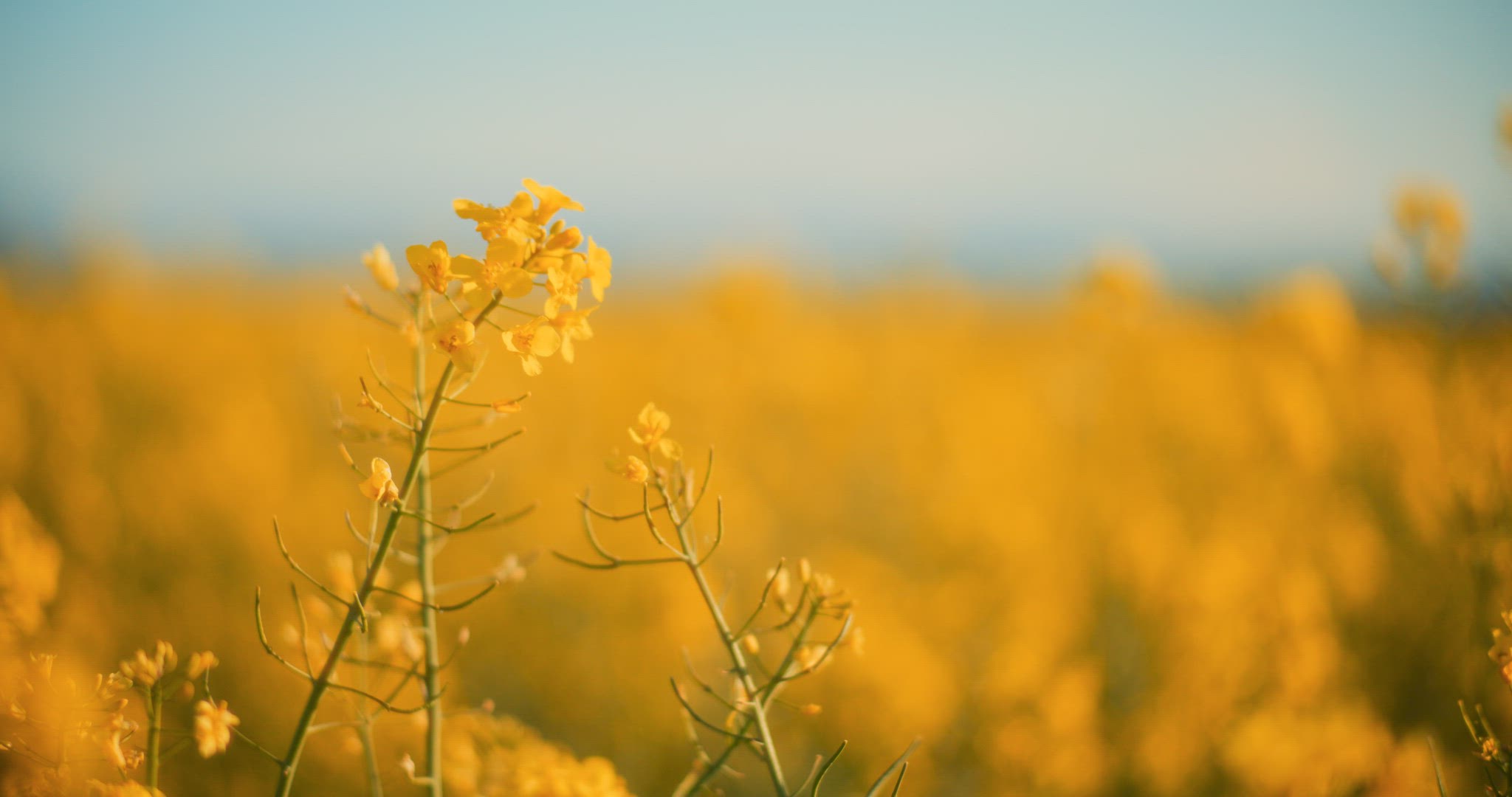 Smiling Woman Walking Rapeseed Field Portrait