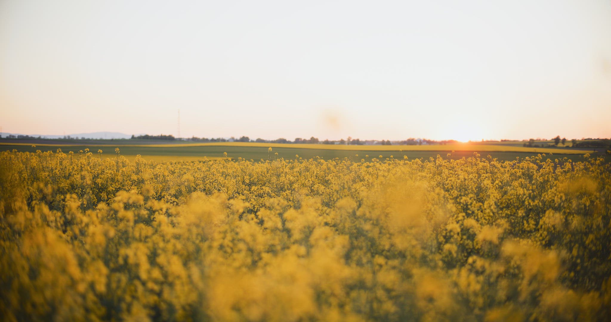 Smiling Woman Walking Rapeseed Field Portrait