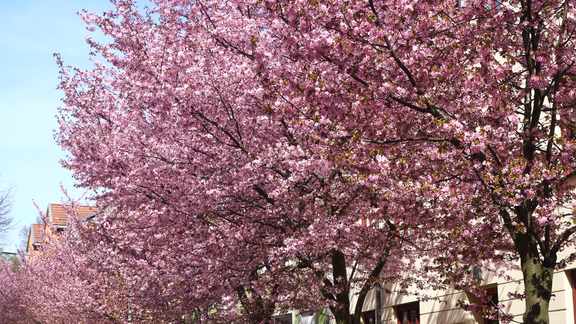 cherry trees in bloom outside tenement house.mp4