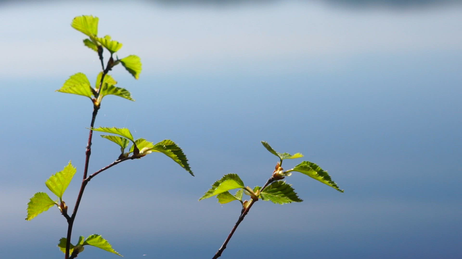 birch leaves in spring - slowmotion - 1.mp4
