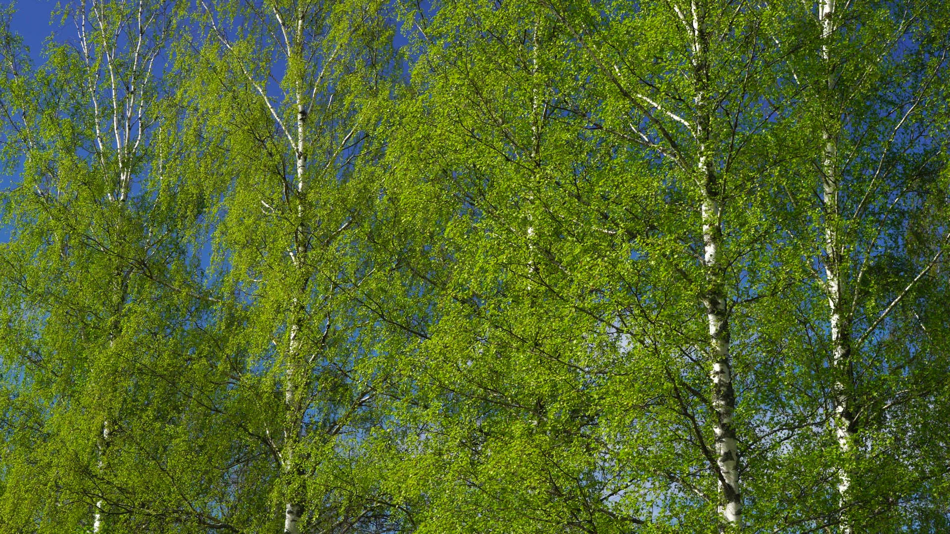 birch trees in may - 2.MP4