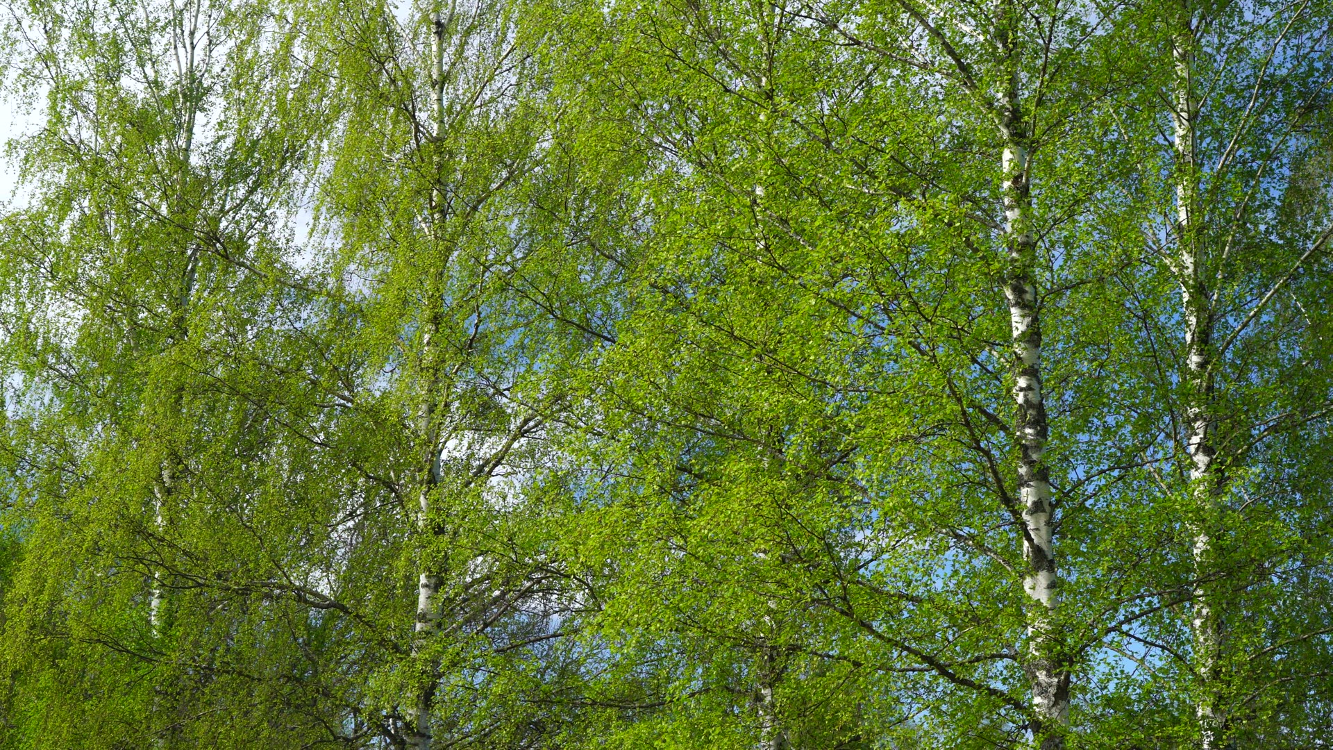 birch trees in may - 1.MP4