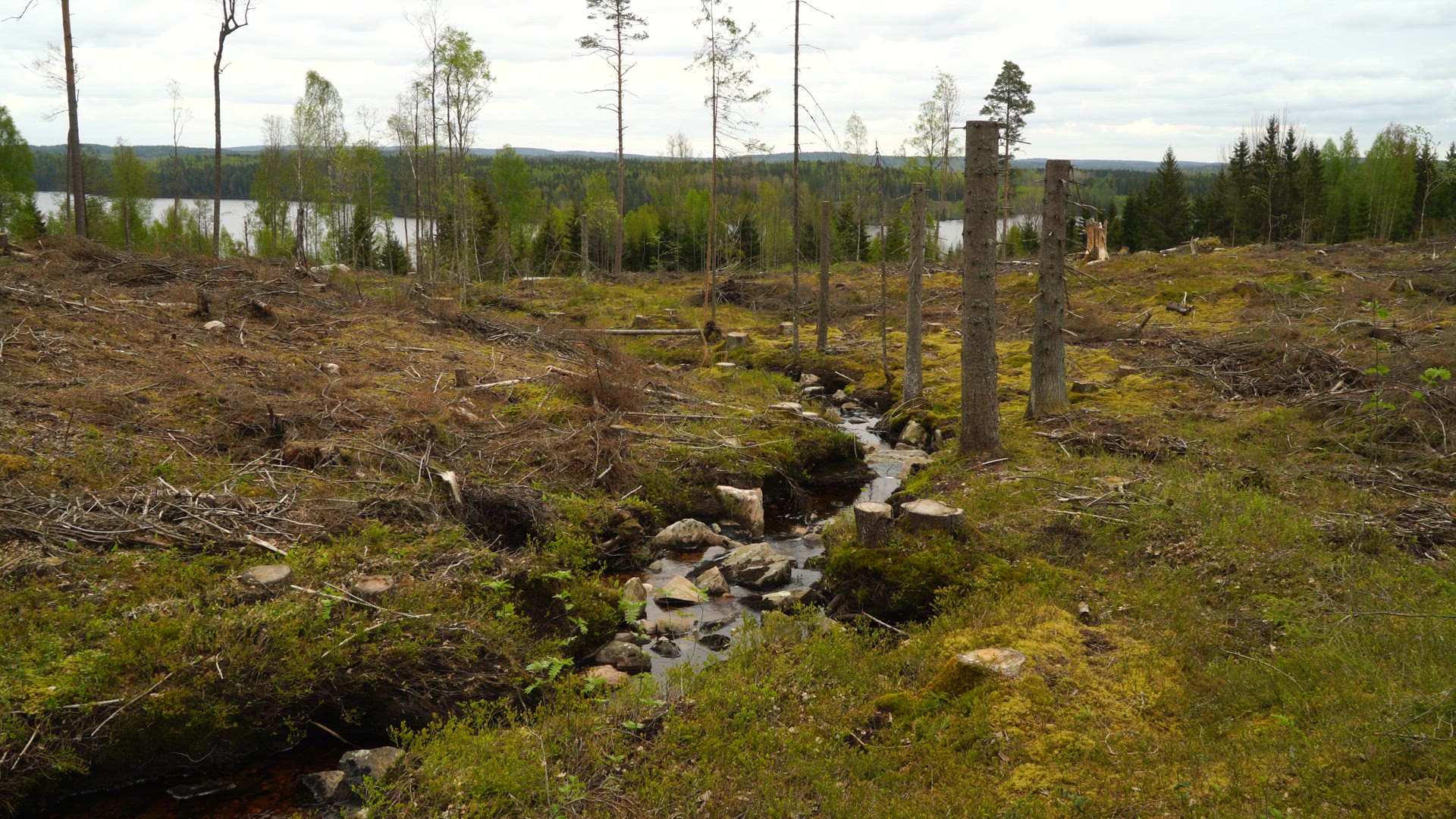clearcut forest - stream.MP4