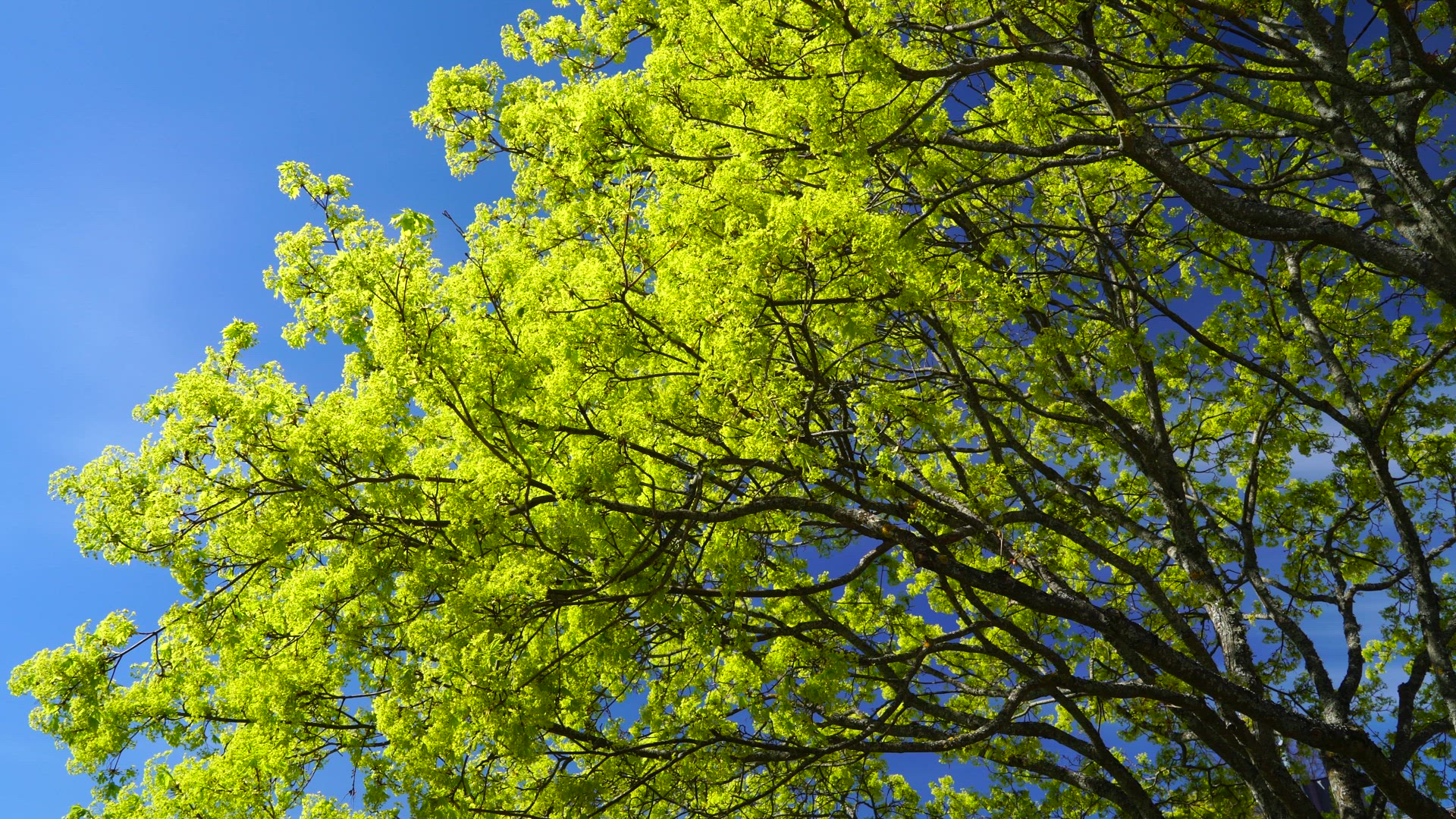 maple tree with green leaves in spring.MP4