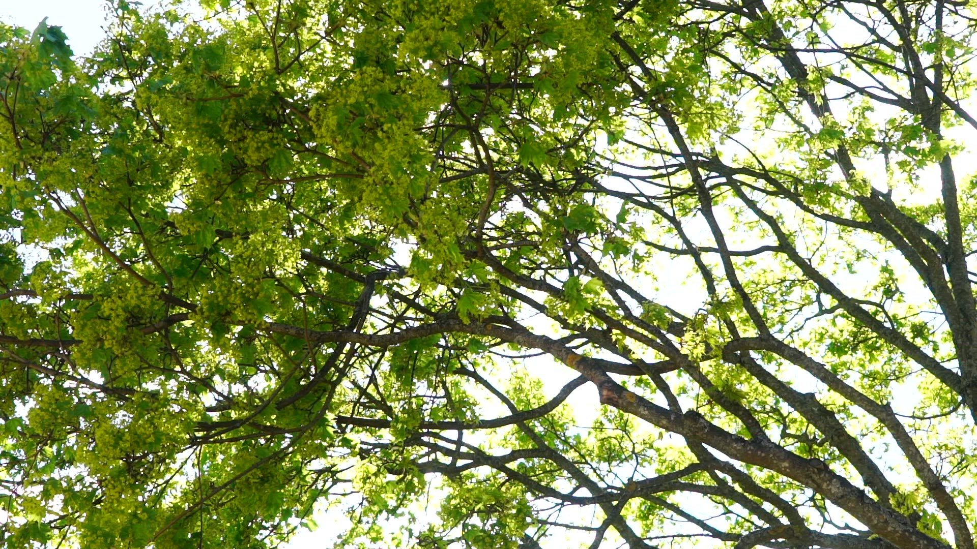 sun rays through maple leaves in maple tree.MP4