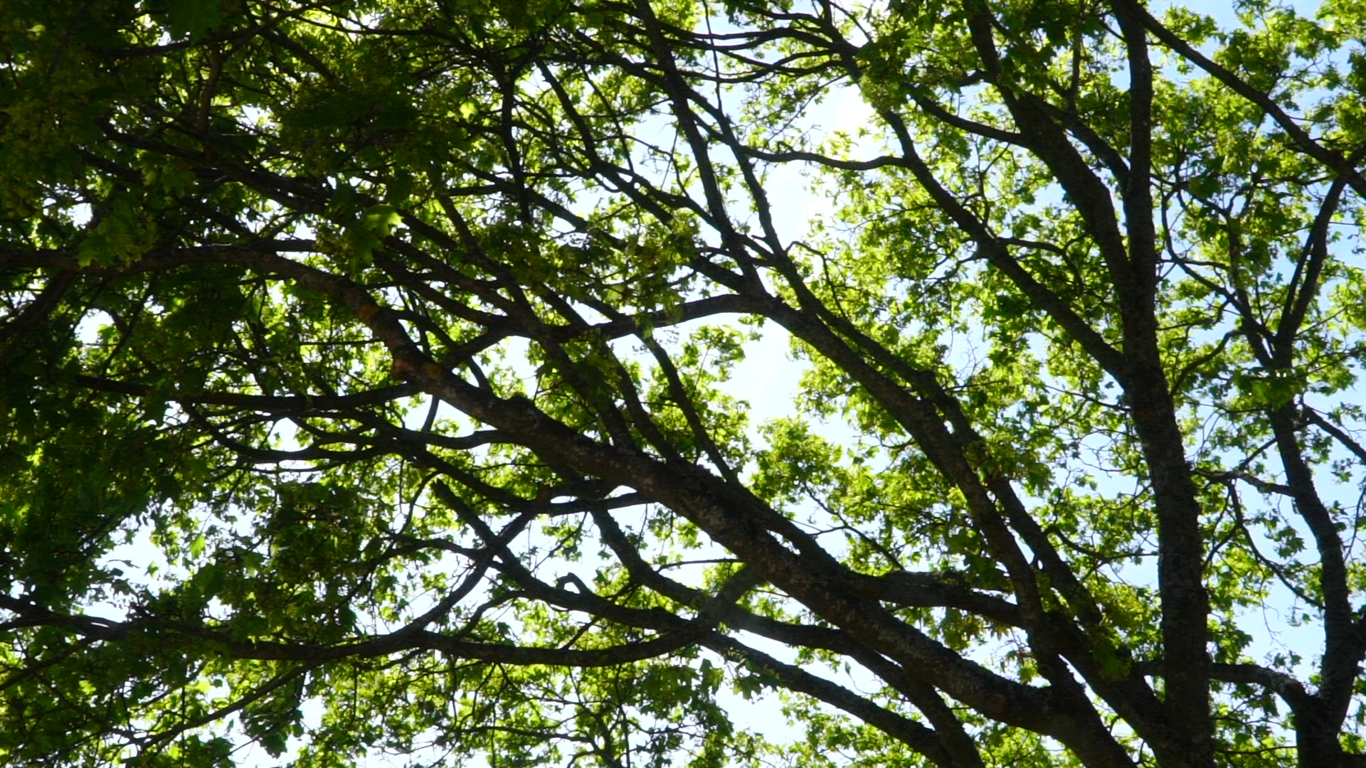 maple tree - interior - slomo.mp4