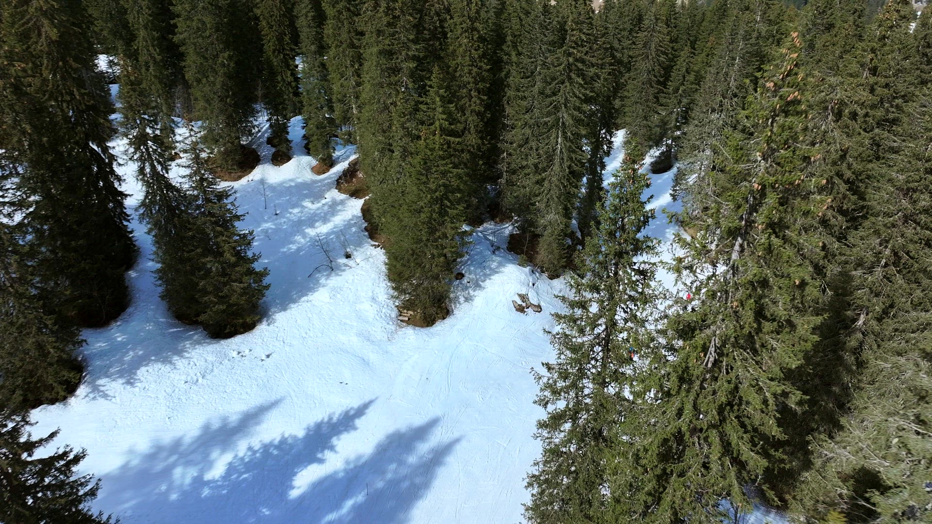 Skiing and Snowboarding Through a Forest Ski Run