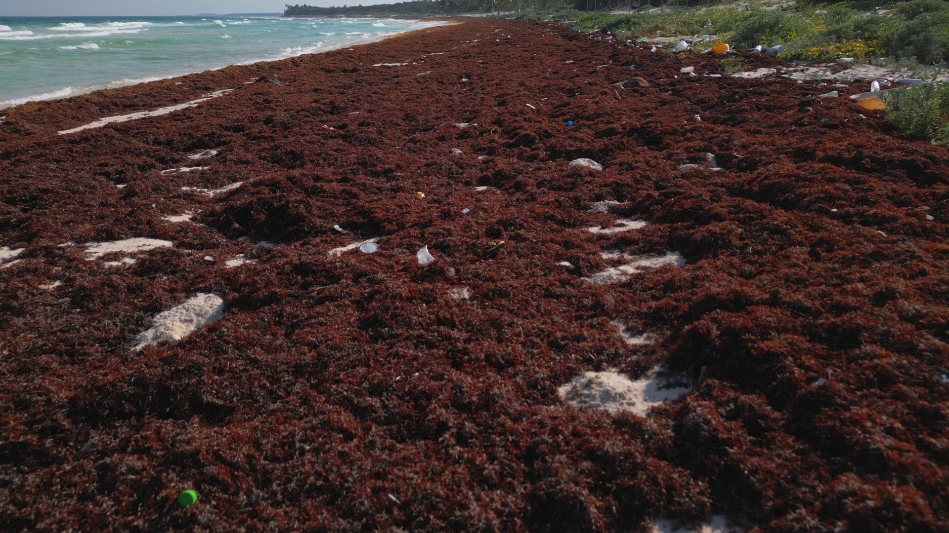 Plastic Waste Littered on a Beach Caused by Dumping of Plastics in the Ocean